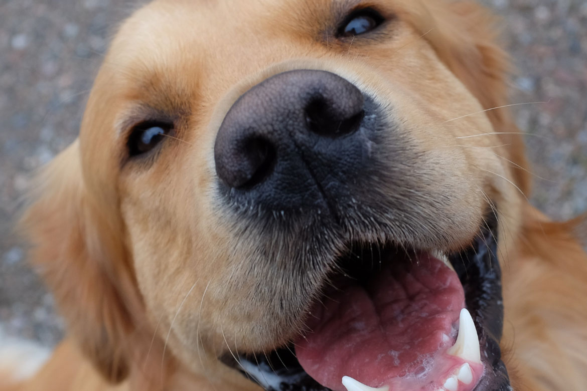 The app reuniting stolen dogs with their owners using integrated Image Recognition